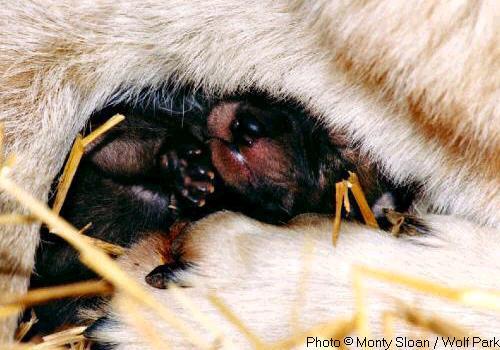 Curled up in his mother's fur, a four-day-old pup sleeps.